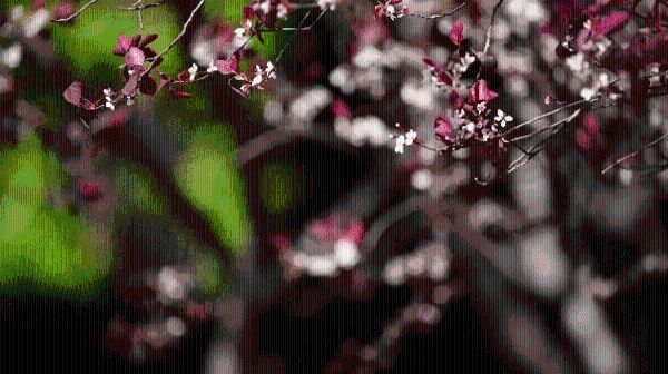 10 动图(600).jpg